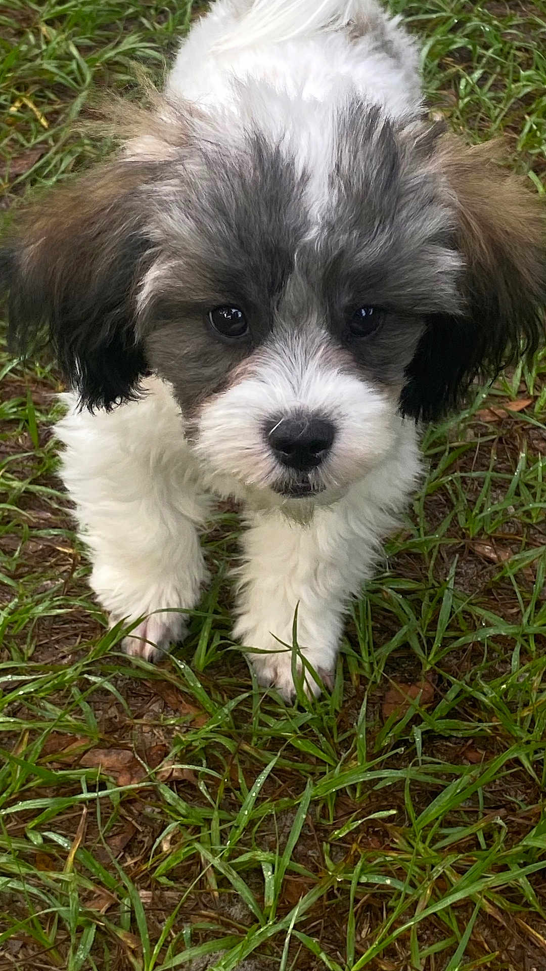 Ryder joined the competition — help win amazing prizes! puppy, dog, grass, outdoor, cute, fluffy, pet, animal, young, curious, nature, fur, white, gray, adorable, small, mammal, friendly, walking, closeup
