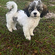 Ryder is registered to the contest to win money with this photo: puppy, dog, grass, yard, outdoor, fence, pet, animal, cute, fluffy, white, gray, tail, ears, nose, fur, small, standing, curious, background