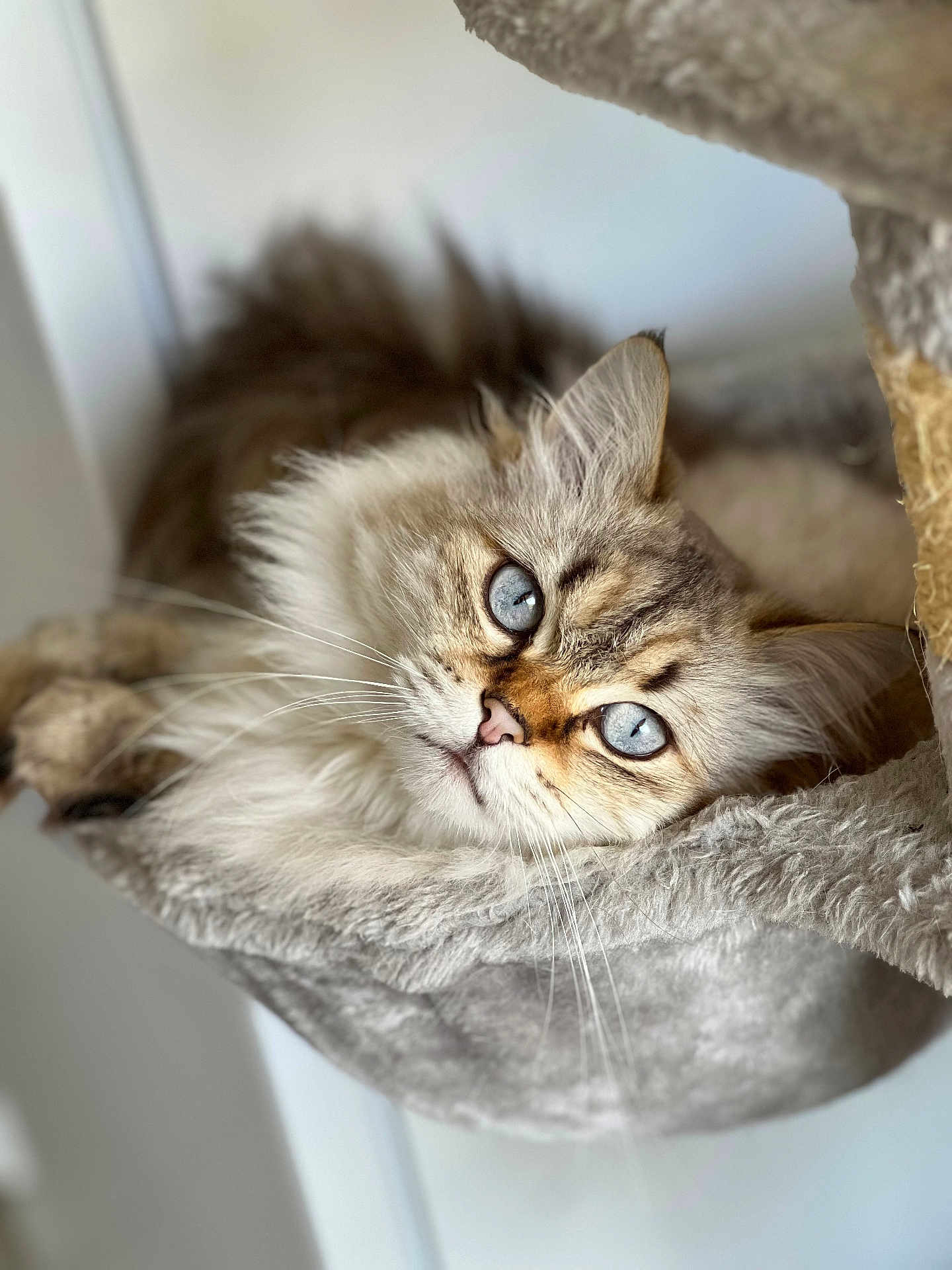 Taïko a rejoint le concours — aidez-le/la à gagner de superbes lots ! cat, blue_eyes, fluffy, fur, whiskers, pet, animal, indoor, cozy, relaxed, hammock, resting, cute, closeup, portrait, feline, soft, mammal, sleepy, domestic