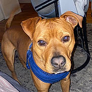 Kam is registered to the contest to win money with this photo: dog, brown_dog, pet, indoor, carpet, fan, blue_harness, furniture, tail, looking_at_camera, floor, wooden_floor, home, domestic, canine, mammal, animal, close_up, standing, curious