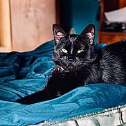 Shadow is registered to the contest to win money with this photo: black_cat, cat, pet, feline, indoor, bed, blanket, blue_blanket, yellow_eyes, fur, relaxed, lying_down, close_up, animal, domestic_animal, cozy, soft_light, portrait, comfortable, whiskers