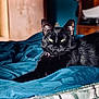 black_cat, cat, pet, feline, indoor, bed, blanket, blue_blanket, yellow_eyes, fur, relaxed, lying_down, close_up, animal, domestic_animal, cozy, soft_light, portrait, comfortable, whiskers