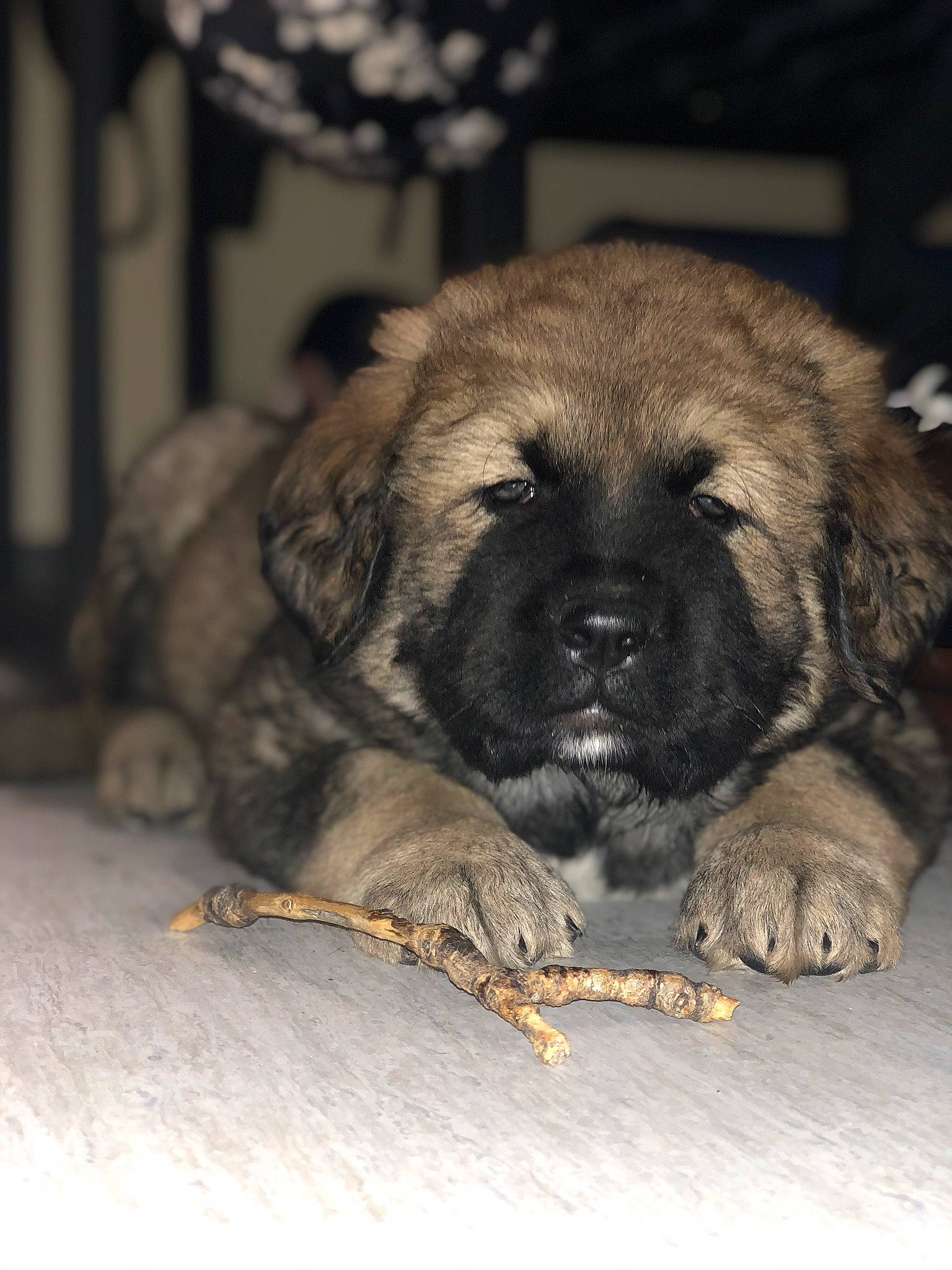 Bear joined the competition — help win amazing prizes! bored, carnivore, companion_dog, dog, dog_breed, eye, fawn, fur, paw, snout, sporting_group, terrestrial_animal, whiskers, wood, working_animal, wrinkle