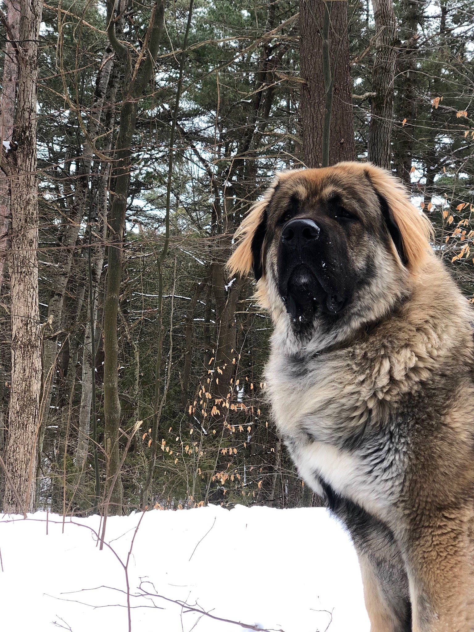 Bear joined the competition — help win amazing prizes! ancient_dog_breeds, canidae, carnivore, companion_dog, dog, dog_breed, fawn, fur, plant, snout, snow, sporting_group, terrestrial_animal, tree, trunk, twig, whiskers, winter, working_animal, working_dog