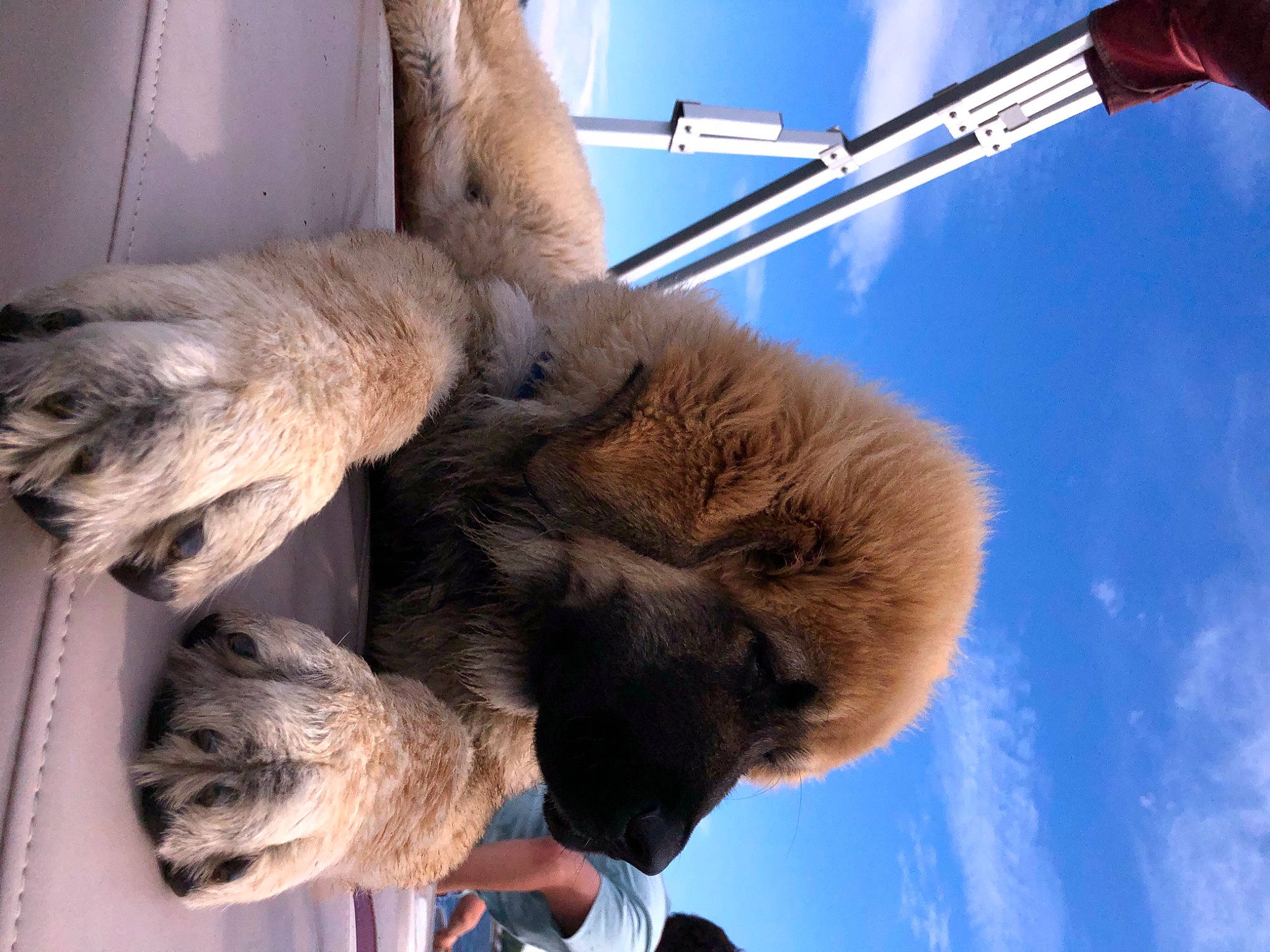 Bear joined the competition — help win amazing prizes! carnivore, claw, cloud, cumulus, dog_breed, fawn, fur, natural_material, sky, snout, terrestrial_animal, tree, vertebrate, wildlife