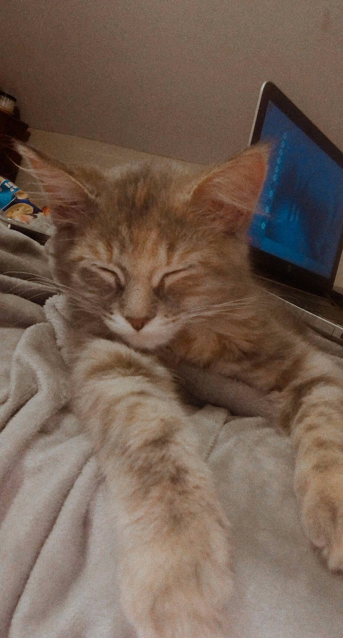 Salmon joined the competition — help win amazing prizes! bed, british_longhair, carnivore, cat, claw, comfort, computer, domestic_short_haired_cat, eye, fawn, felidae, fur, laptop, nap, paw, small_to_medium_sized_cats, snout, tail, terrestrial_animal, whiskers