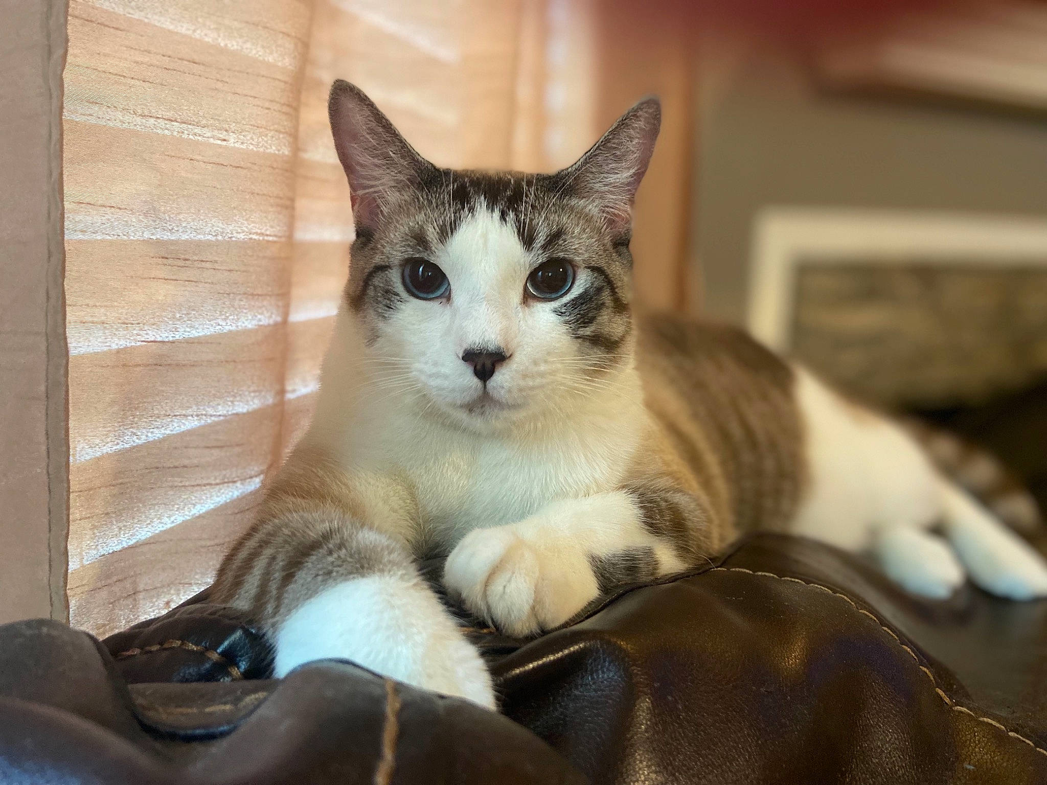 Luna joined the competition — help win amazing prizes! box, carnivore, cat, cat_furniture, cat_supply, claw, comfort, domestic_short_haired_cat, felidae, fur, paw, sitting, small_to_medium_sized_cats, snout, tail, whiskers