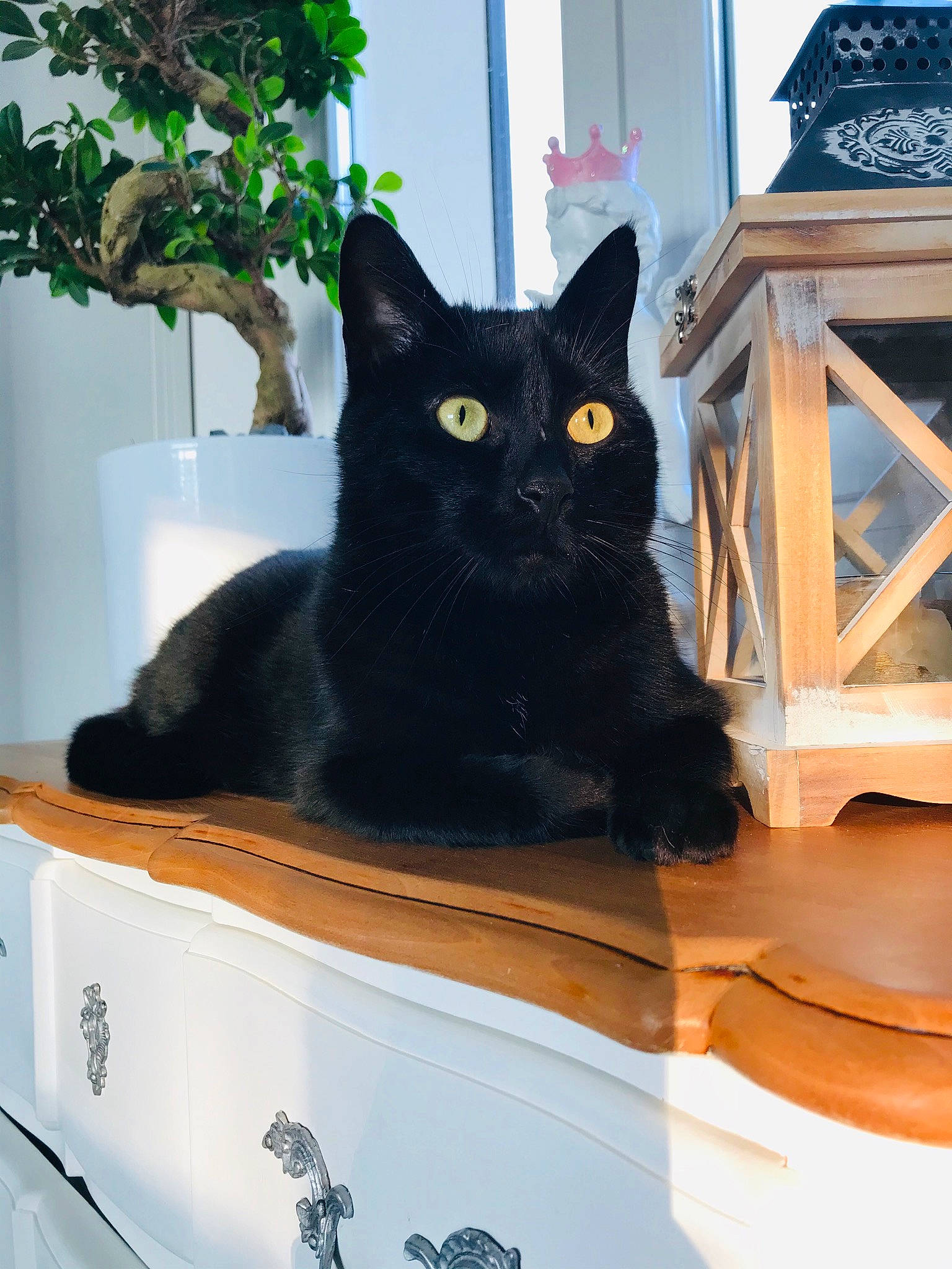Naho a rejoint le concours — aidez-le/la à gagner de superbes lots ! asian, black, black_cat, bombay, carnivore, cat, domestic_short_haired_cat, european_shorthair, felidae, fur, room, small_to_medium_sized_cats, whiskers, window