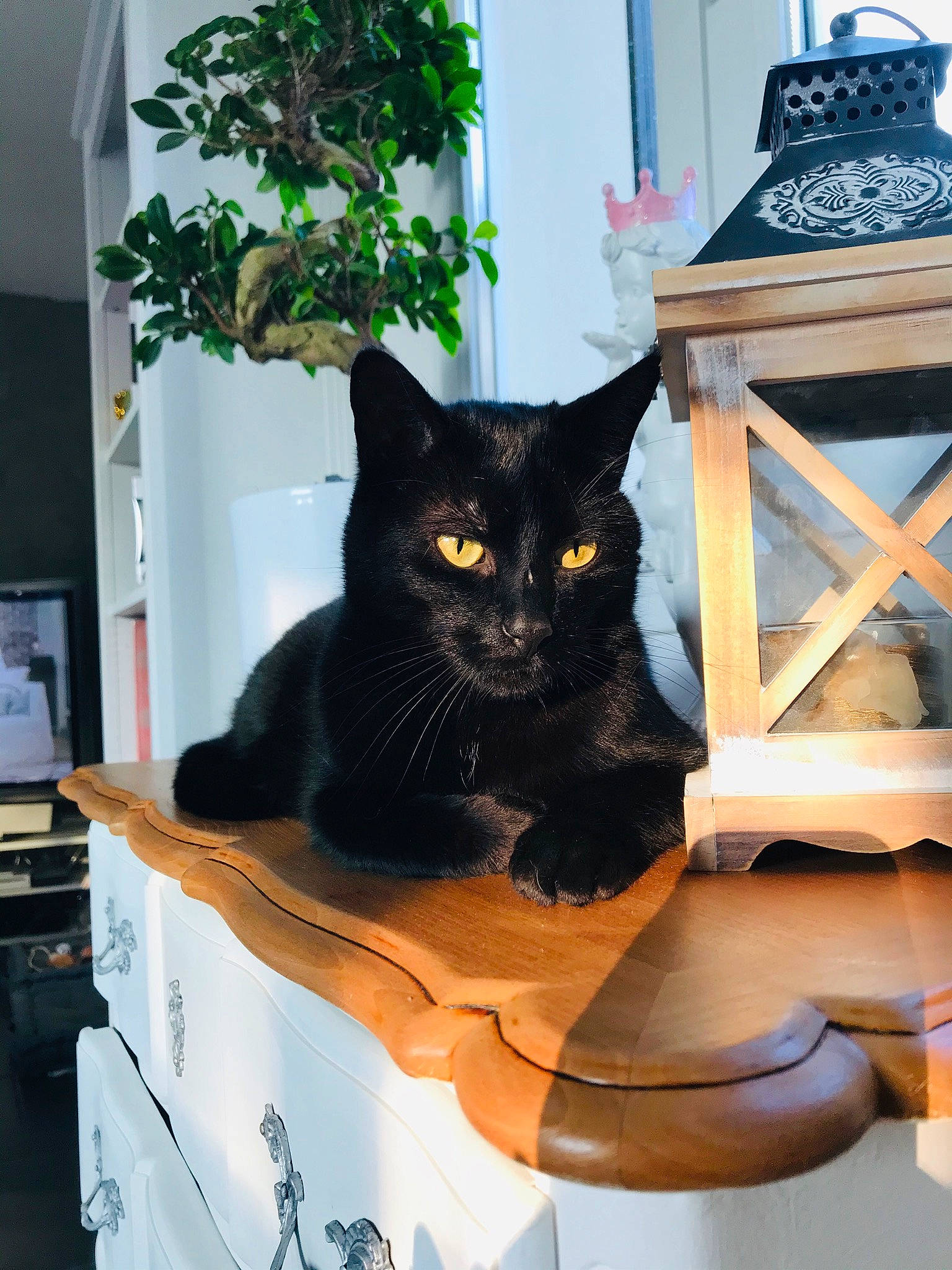 Naho a rejoint le concours — aidez-le/la à gagner de superbes lots ! asian, black_cat, bombay, carnivore, cat, domestic_short_haired_cat, european_shorthair, felidae, small_to_medium_sized_cats, whiskers, window