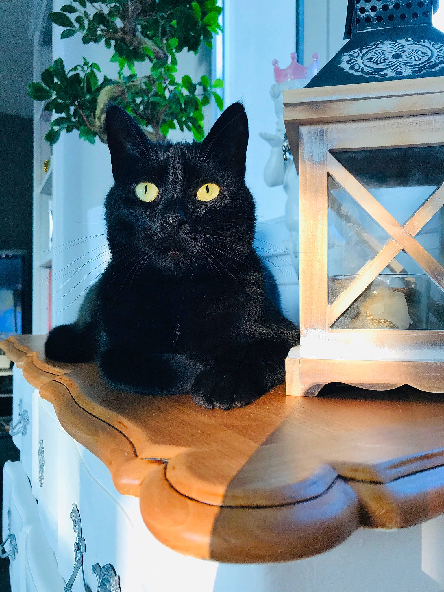 Naho a rejoint le concours — aidez-le/la à gagner de superbes lots ! asian, black, black_cat, bombay, carnivore, cat, domestic_short_haired_cat, european_shorthair, felidae, polydactyl_cat, small_to_medium_sized_cats, whiskers, window