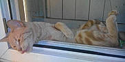 Pumba participe au concours pour gagner de l'argent avec cette photo :