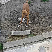 Sako a rejoint le concours — aidez-le/la à gagner de superbes lots ! asphalt, boxer, canidae, carnivore, companion_dog, concrete, curb, dog, dog_breed, dog_walking, fawn, road, road_surface, sidewalk, sporting_group, street_dog, tail, vizsla, working_dog