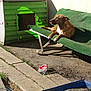 Sako participe au concours pour gagner de l'argent avec cette photo : backyard, canidae, carnivore, dog, german_shorthaired_pointer, house, sporting_group