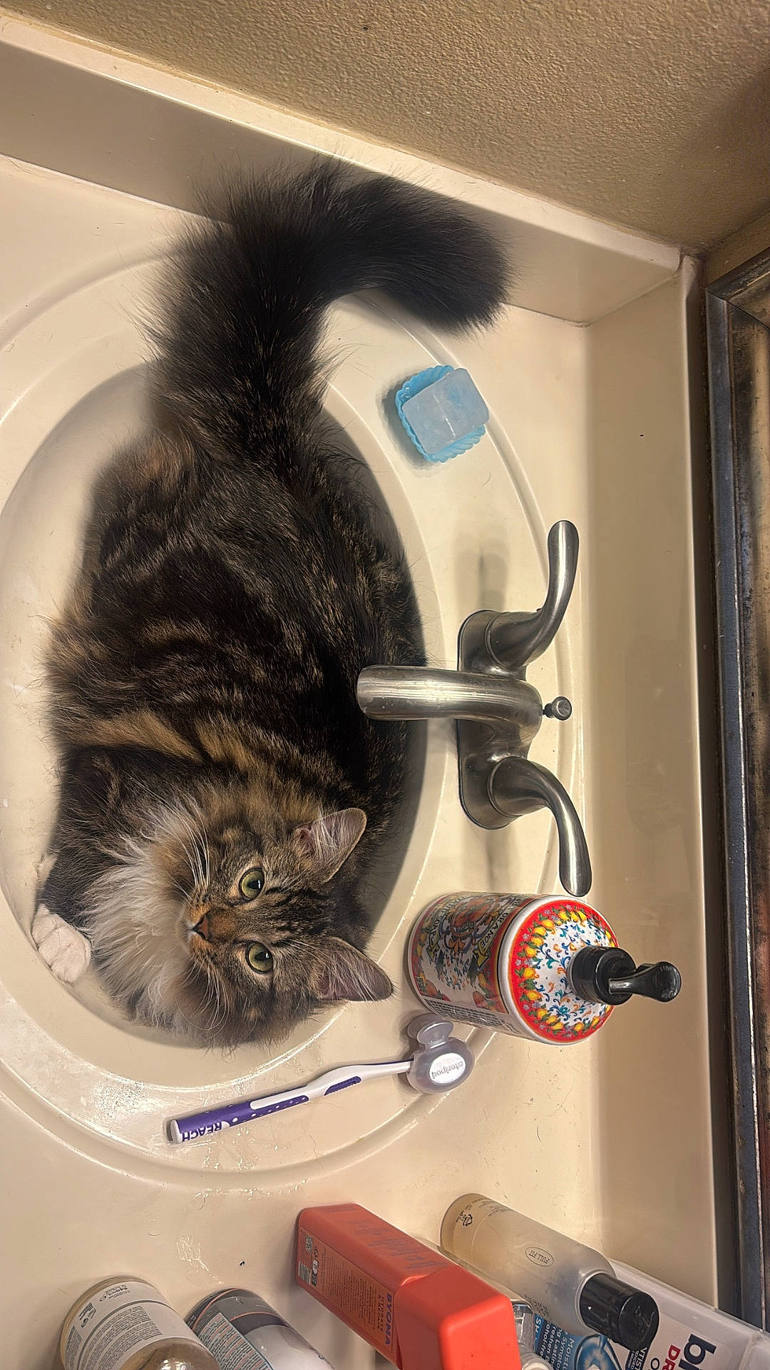 Whiskey Wildcaught joined the competition — help win amazing prizes! bathroom, cat, countertop, curious, cute, domestic_cat, eyes, faucet, fluffy, fur, household, indoor, pet, resting, sink, soap_dispenser, tabby_cat, toiletries, toothbrush, whiskers