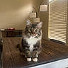Whiskey Wildcaught joined the competition — help win amazing prizes! cat, tabby_cat, indoor, wooden_table, window_blinds, lamp, furniture, pet, animal, curious, sitting, fur, whiskers, ears, paws, domestic_cat, brown, white, striped, house