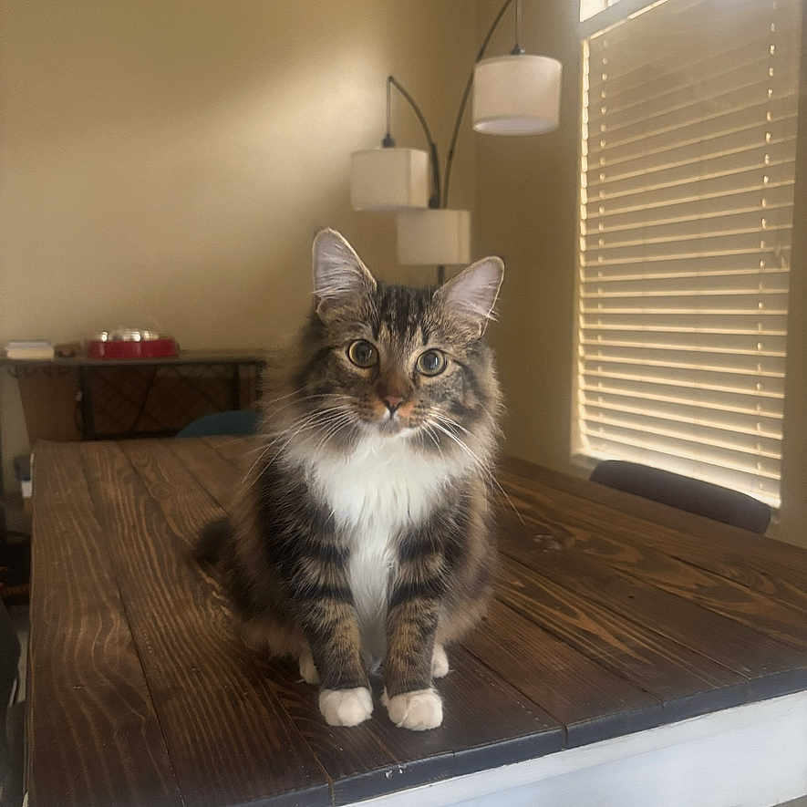 Whiskey Wildcaught joined the competition — help win amazing prizes! cat, tabby_cat, indoor, wooden_table, window_blinds, lamp, furniture, pet, animal, curious, sitting, fur, whiskers, ears, paws, domestic_cat, brown, white, striped, house