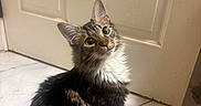 Whiskey Wildcaught is registered to the contest to win money with this photo: cat, fluffy, curious, indoor, tile_floor, door, pet, feline, domestic_cat, whiskers, ears, sitting, looking_up, brown_fur, white_fur, long_hair, household, cute, animal, companion