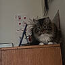 Whiskey Wildcaught joined the competition — help win amazing prizes! cat, fluffy_cat, wooden_cabinet, indoor, wall_art, playing_cards, curious, pet, feline, animal, home, furniture, decor, eyes, ears, whiskers, fur, sitting, household_items, cozy