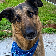 Bruno is registered to the contest to win money with this photo: dog, german_shepherd, bandana, blue_bandana, pet, animal, outdoor, grass, fence, concrete, portrait, canine, ears, face, fur, friendly, curious, sitting, brown, black