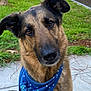 dog, german_shepherd, bandana, blue_bandana, pet, animal, outdoor, grass, fence, concrete, portrait, canine, ears, face, fur, friendly, curious, sitting, brown, black