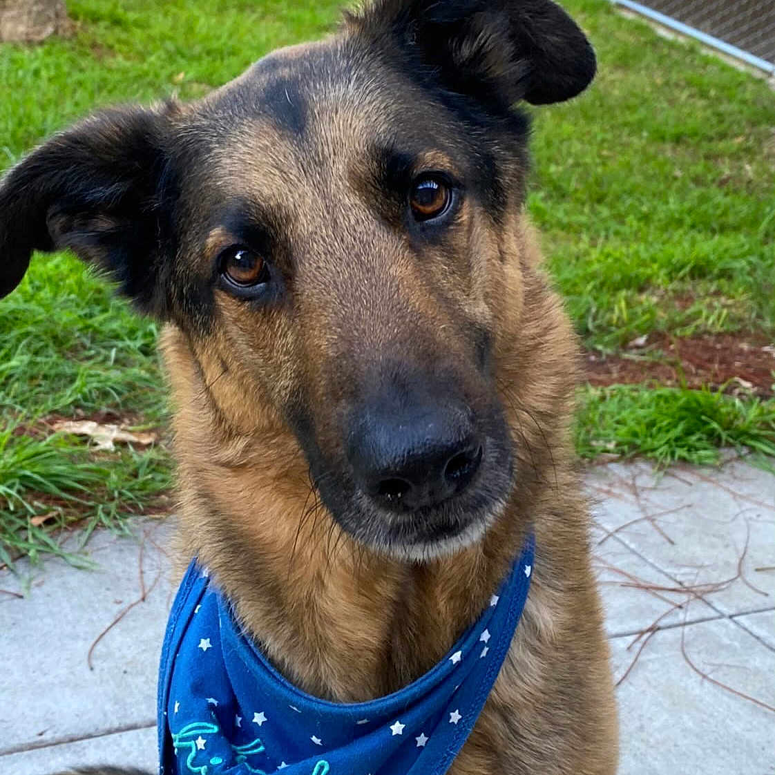 Bruno is registered to the contest to win money with this photo: animal, bandana, black, blue_bandana, brown, canine, concrete, curious, dog, ears, face, fence, friendly, fur, german_shepherd, grass, outdoor, pet, portrait, sitting