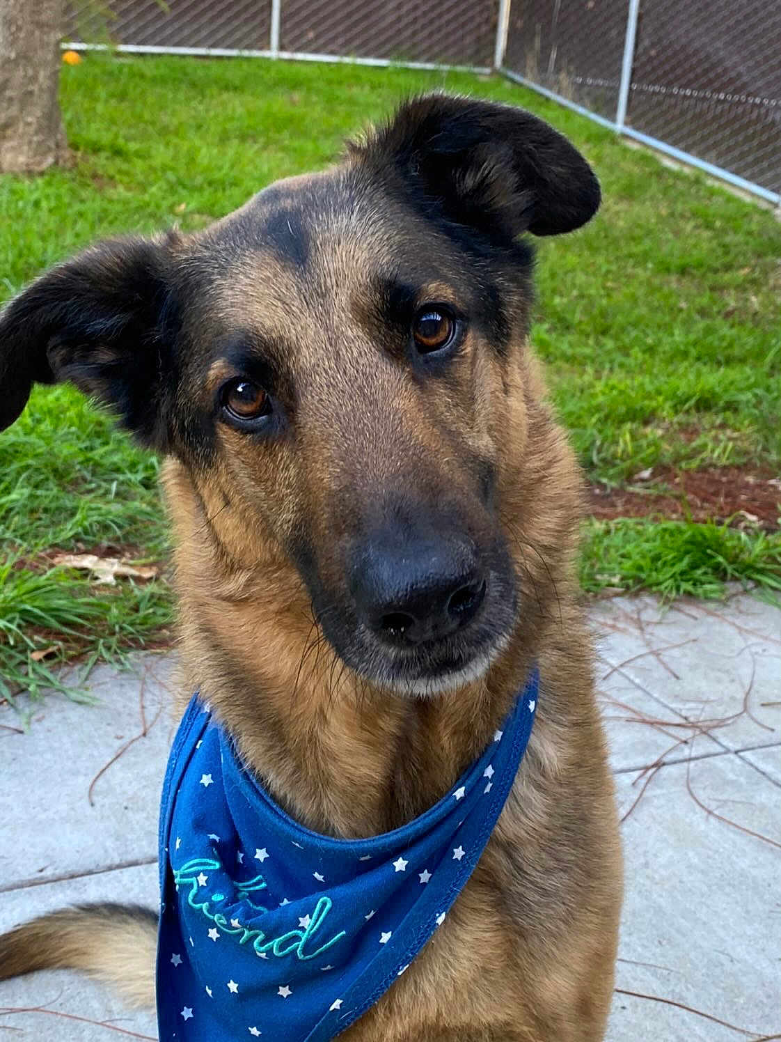 Bruno is registered to the contest to win money with this photo: dog, german_shepherd, bandana, blue_bandana, pet, animal, outdoor, grass, fence, concrete, portrait, canine, ears, face, fur, friendly, curious, sitting, brown, black