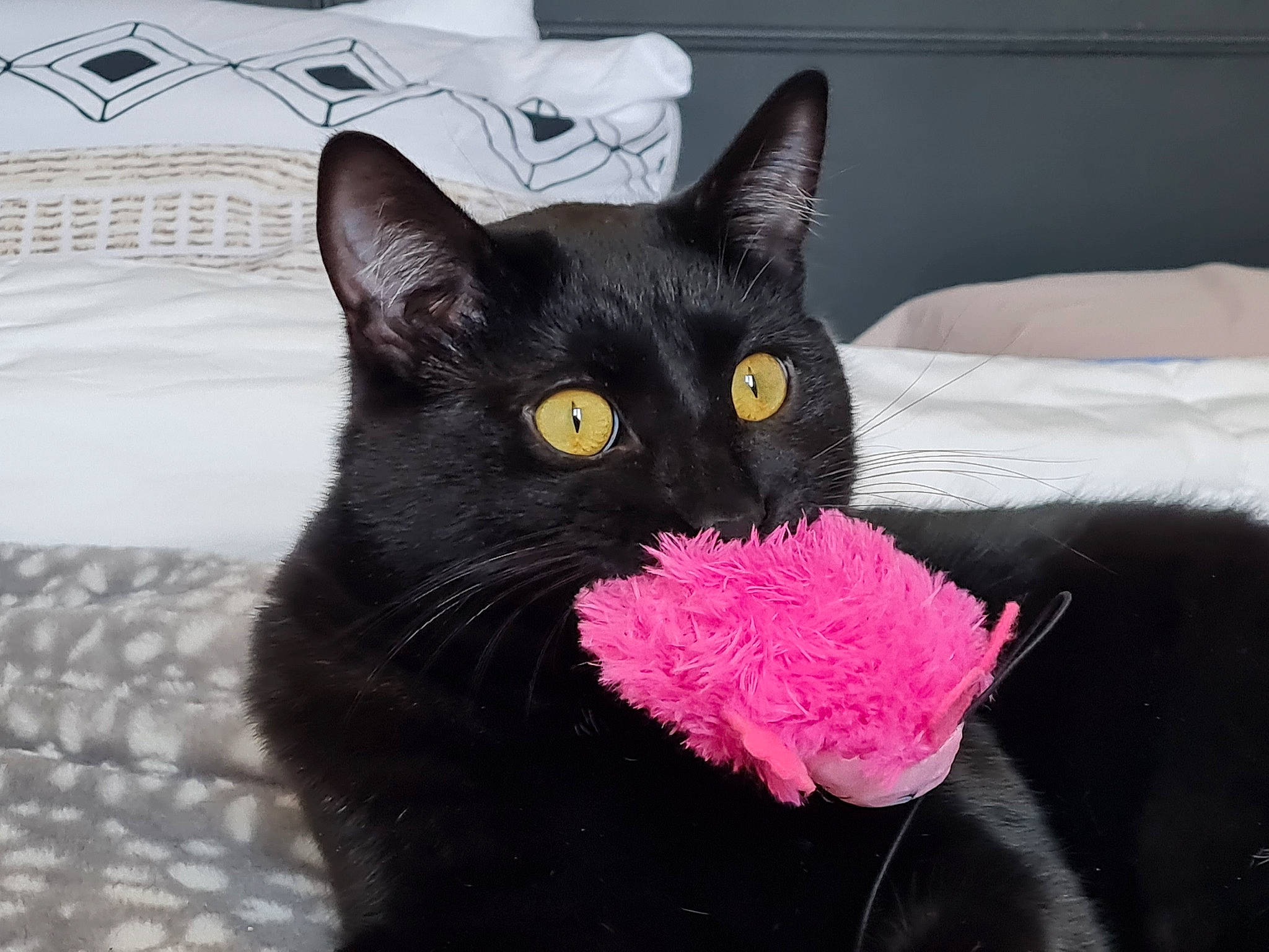 Switch a rejoint le concours — aidez-le/la à gagner de superbes lots ! black_cat, bombay, carnivore, cat, cat_bed, cat_supply, claw, comfort, computer_keyboard, domestic_short_haired_cat, eye, felidae, fur, pet_supply, plant, small_to_medium_sized_cats, snout, tail, toy, whiskers