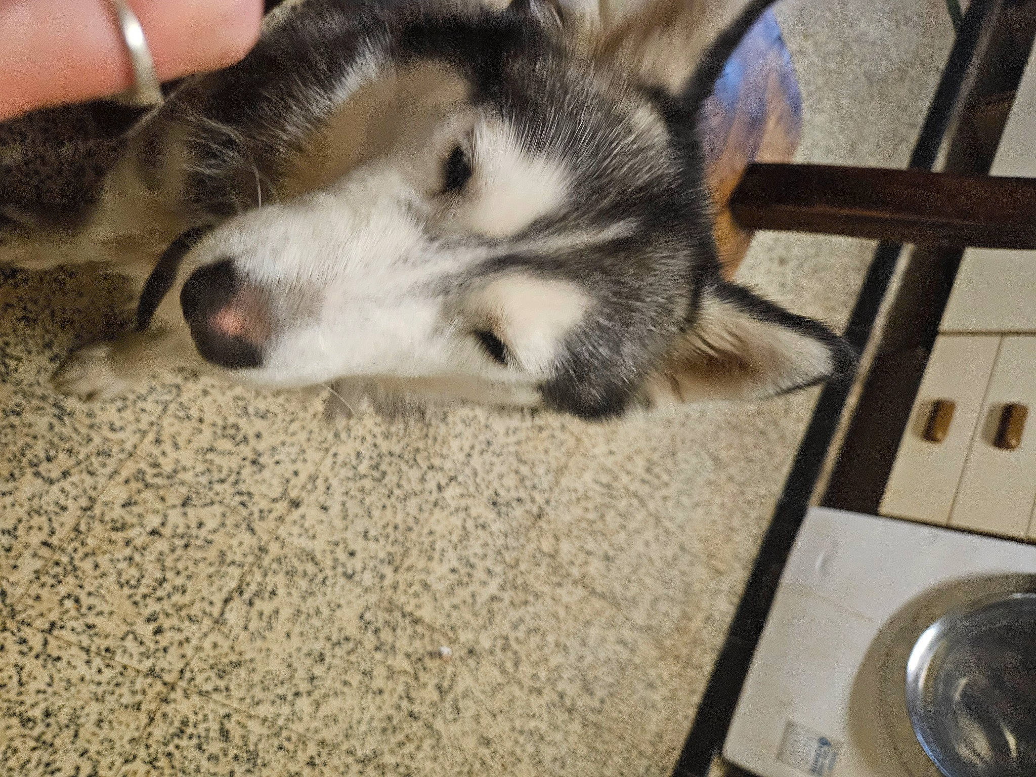 Belle a rejoint le concours — aidez-le/la à gagner de superbes lots ! canidae, canis, carnivore, companion_dog, dog, dog_breed, fawn, flooring, foot, fur, laundry_room, siberian_husky, sled_dog, small_to_medium_sized_cats, sporting_group, terrestrial_animal, whiskers, wolf, wood, working_animal