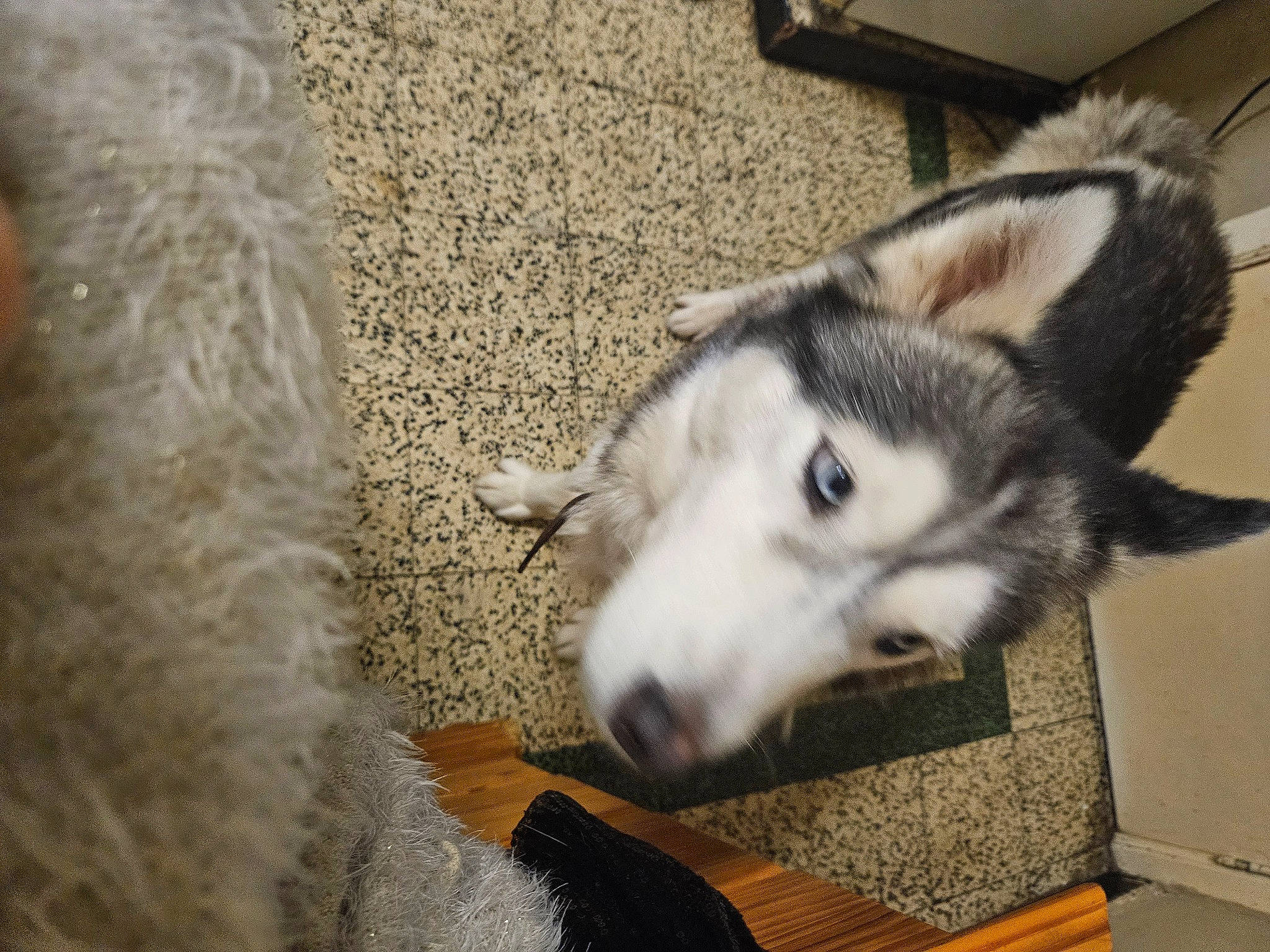 Belle a rejoint le concours — aidez-le/la à gagner de superbes lots ! canidae, canis, carnivore, dog, dog_breed, fur, non_sporting_group, sled_dog, snout, sporting_group, terrestrial_animal, wolf, working_animal, working_dog