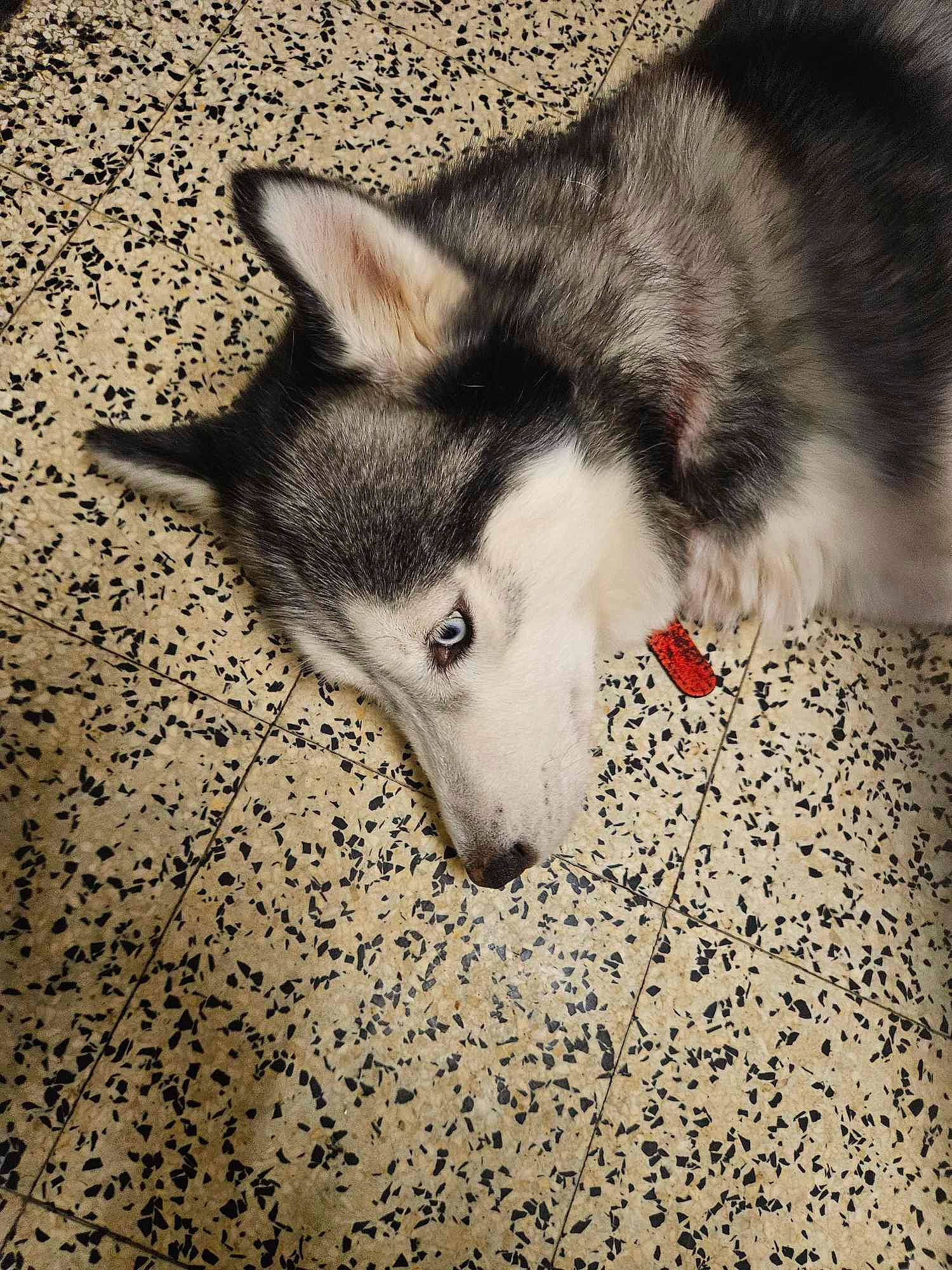 Belle a rejoint le concours — aidez-le/la à gagner de superbes lots ! canidae, canis, carnivore, companion_dog, dog, dog_breed, domestic_short_haired_cat, felidae, flooring, fur, grey, siberian_husky, sled_dog, small_to_medium_sized_cats, sporting_group, tail, terrestrial_animal, whiskers, wolf, working_dog