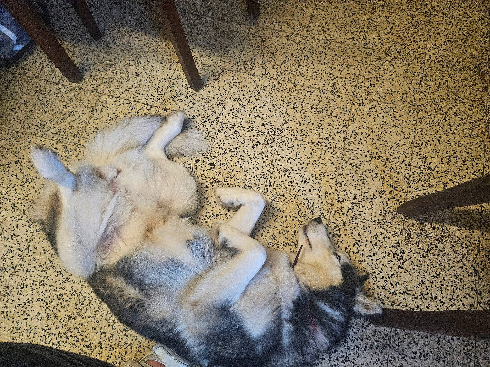 Belle participe au concours pour gagner de l'argent avec cette photo : canidae, carnivore, comfort, companion_dog, dog, dog_breed, fawn, felidae, floor, flooring, human_leg, mammal, paw, small_to_medium_sized_cats, snout, sporting_group, street_dog, tail, whiskers, wood