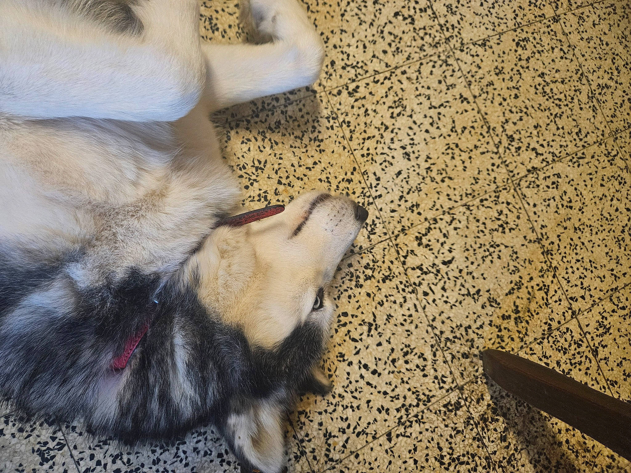 Belle a rejoint le concours — aidez-le/la à gagner de superbes lots ! carnivore, claw, companion_dog, dog, dog_breed, fawn, felidae, flooring, foot, fur, paw, shadow, small_to_medium_sized_cats, soil, street_dog, tail, terrestrial_animal, whiskers, wood, working_animal