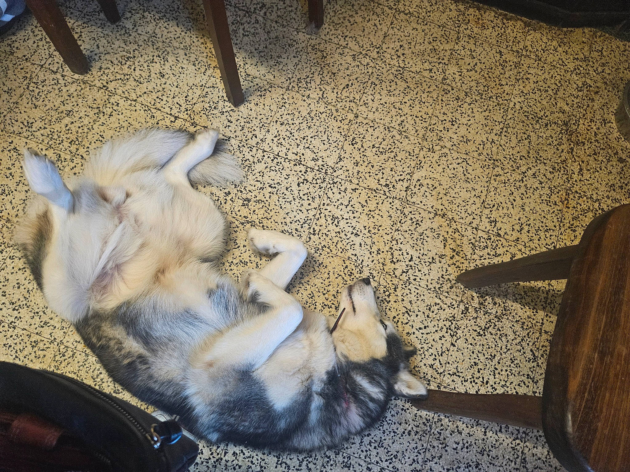 Belle a rejoint le concours — aidez-le/la à gagner de superbes lots ! carnivore, comfort, companion_dog, dog, dog_breed, felidae, floor, flooring, fur, hardwood, human_leg, paw, small_to_medium_sized_cats, street_dog, tail, tints_and_shades, toy_dog, whiskers, wood, working_animal