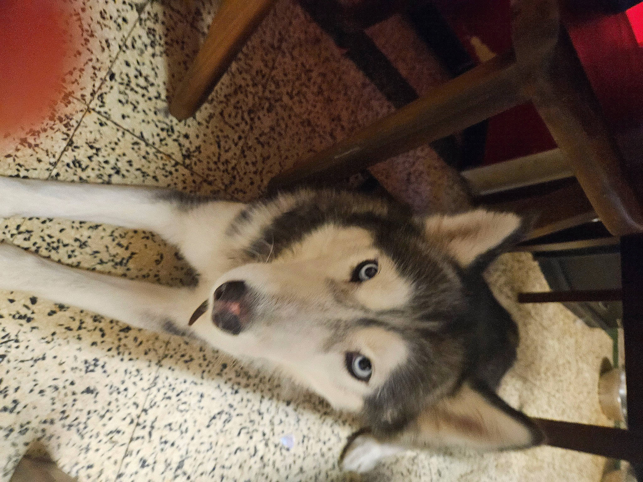 Belle participe au concours pour gagner de l'argent avec cette photo : canidae, canis, carnivore, dog, dog_breed, fawn, flooring, fur, paw, siberian_husky, sled_dog, small_to_medium_sized_cats, snout, sporting_group, tail, terrestrial_animal, whiskers, wildlife, wolf, wood