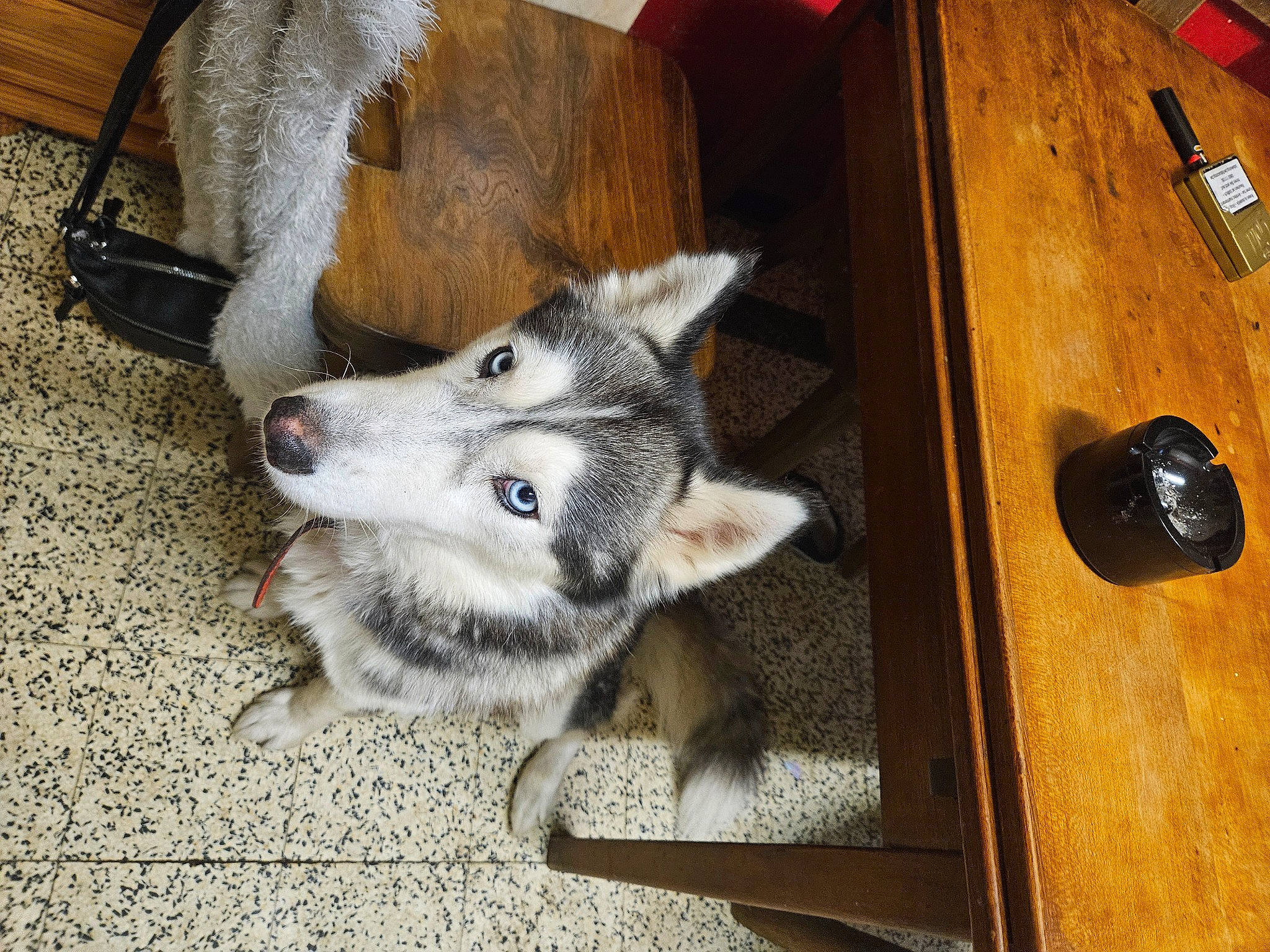 Belle participe au concours pour gagner de l'argent avec cette photo : canidae, canis, carnivore, companion_dog, dog, dog_breed, domestic_short_haired_cat, felidae, fur, grey, hardwood, siberian_husky, sled_dog, small_to_medium_sized_cats, snout, sporting_group, whiskers, wolf, wood, wood_stain