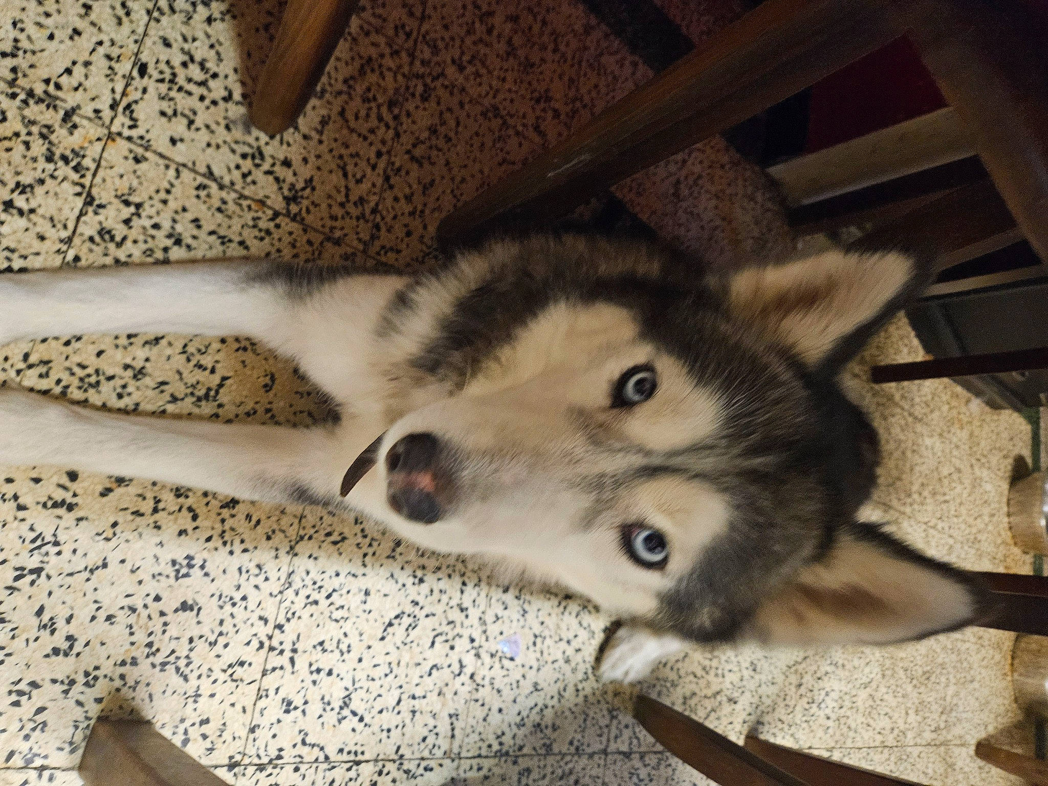 Belle participe au concours pour gagner de l'argent avec cette photo : canidae, canis, carnivore, comfort, dog, dog_breed, fawn, felidae, fur, paw, sled_dog, small_to_medium_sized_cats, snout, sporting_group, terrestrial_animal, whiskers, wildlife, wolf, wood, working_animal