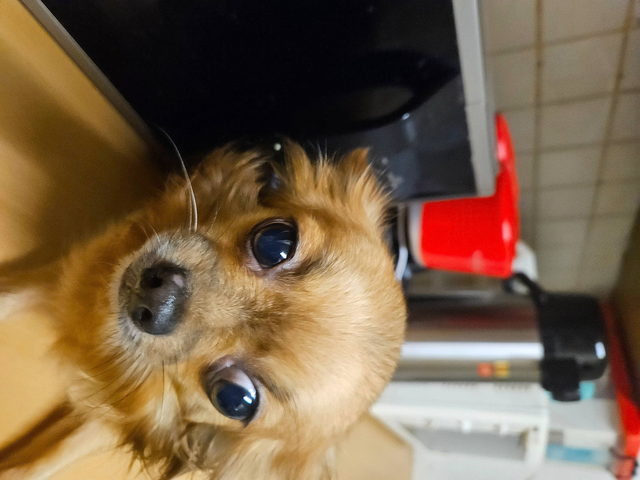 Belle participe au concours pour gagner de l'argent avec cette photo : canidae, carnivore, companion_dog, dog, dog_breed, dog_supply, fawn, fur, non_sporting_group, paw, small_terrier, snout, sporting_group, sunglasses, terrier, toy_dog, whiskers, working_animal, yorkipoo, yorkshire_terrier