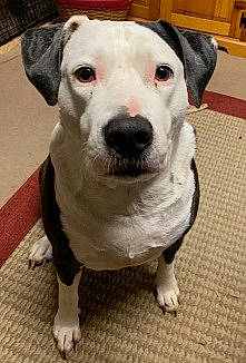 Puppers is registered to the contest to win money with this photo: canidae, carnivore, collar, companion_dog, dog, dog_breed, dog_collar, eye, flooring, fur, non_sporting_group, pet_supply, sporting_group, whiskers, working_animal