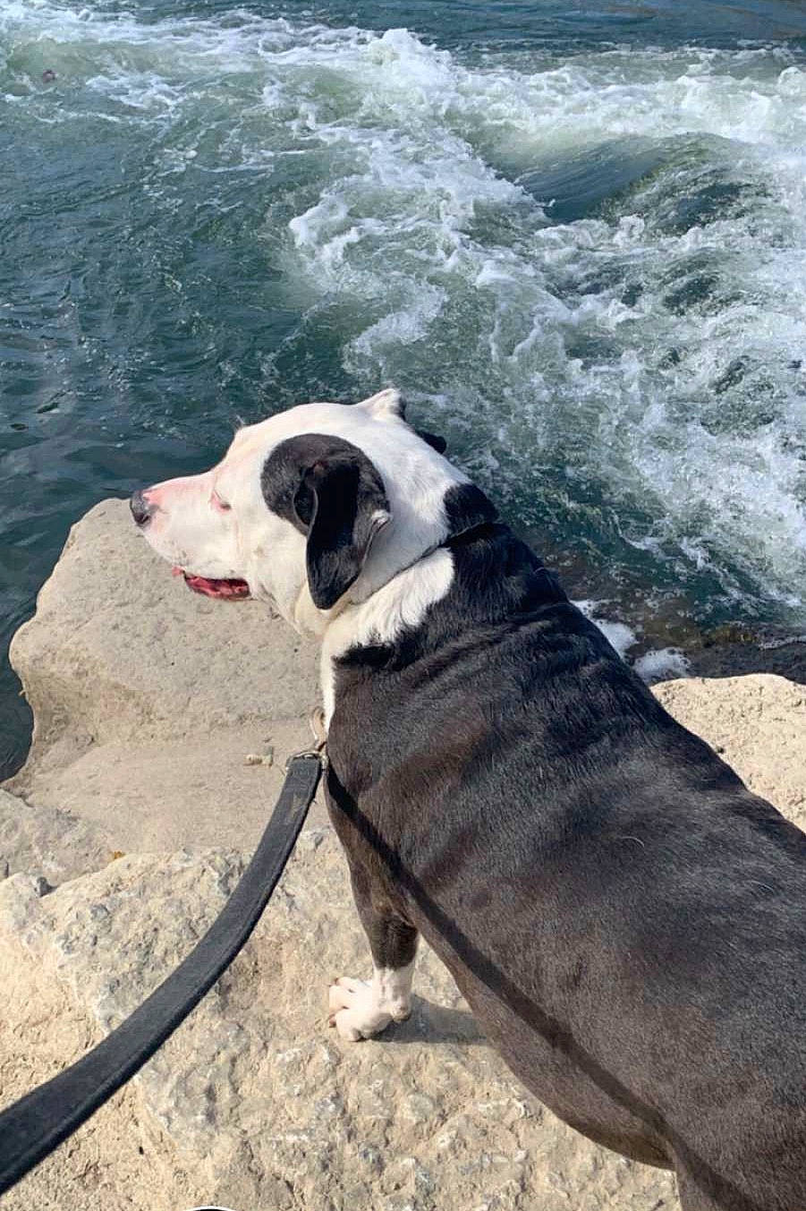 Puppers joined the competition — help win amazing prizes! beach, canidae, carnivore, collar, companion_dog, dog, dog_breed, dog_collar, dog_supply, fashion_accessory, fawn, leash, ocean, pet_supply, sporting_group, tail, water, wind_wave, working_animal, working_dog