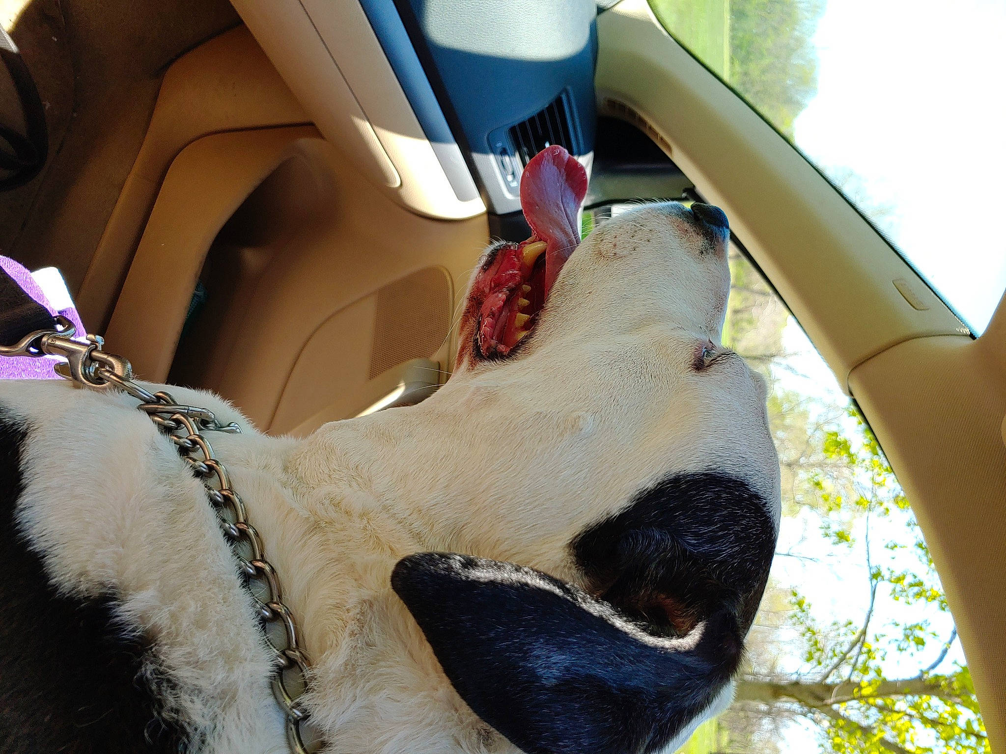 Puppers joined the competition — help win amazing prizes! auto_part, automotive_design, automotive_exterior, automotive_lighting, car_seat, carmine, carnivore, eyewear, fawn, fur, goggles, head_restraint, hood, human_leg, motor_vehicle, recreation, sky, snout, sunglasses, vehicle_door