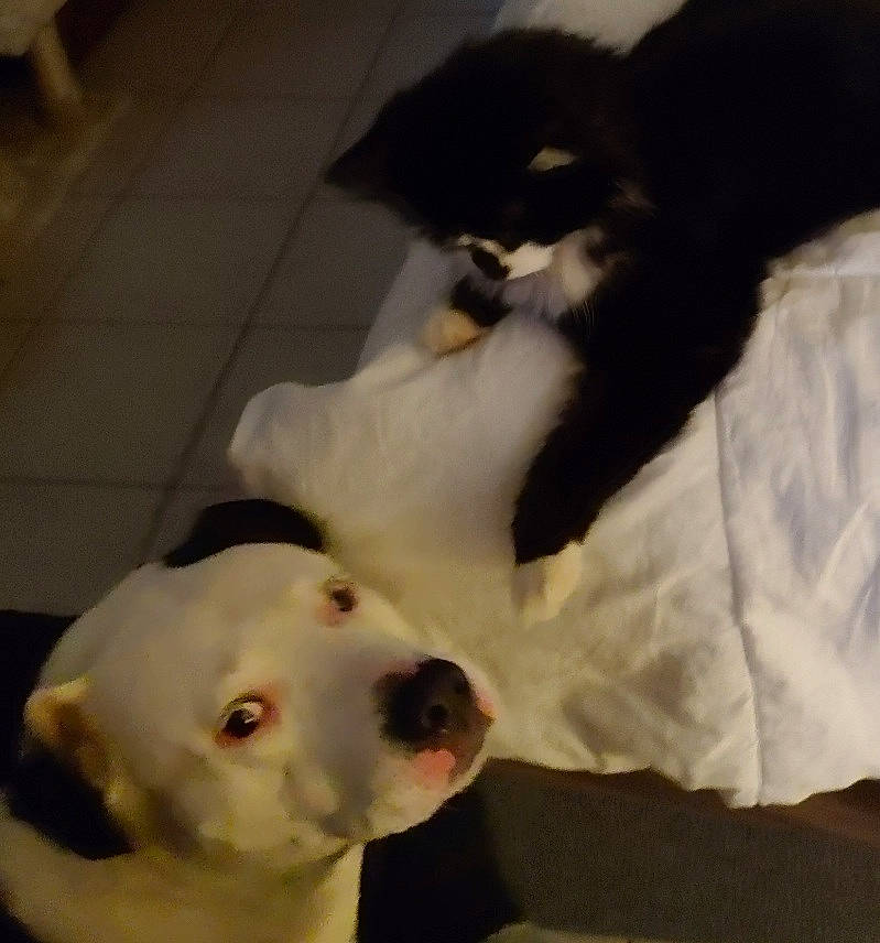 Ms. Beazy joined the competition — help win amazing prizes! canidae, carnivore, cat, comfort, companion_dog, dog, dog_breed, domestic_short_haired_cat, fawn, felidae, flooring, fur, paw, small_to_medium_sized_cats, snout, sporting_group, tail, terrestrial_animal, whiskers, working_animal