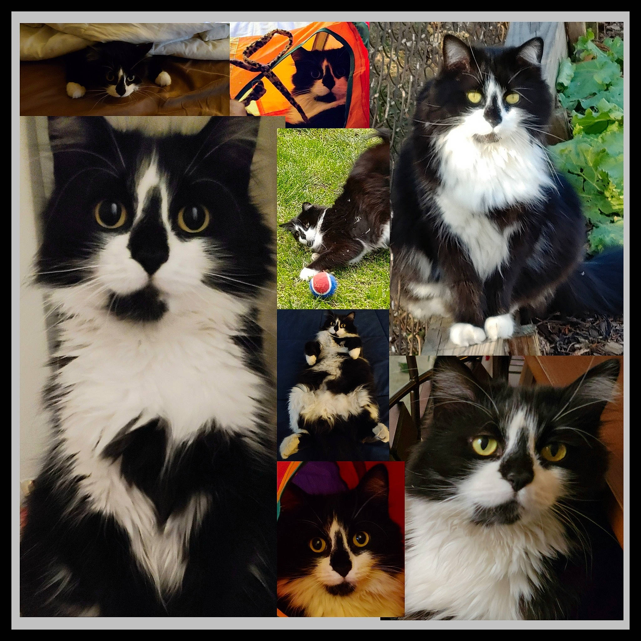 Ms. Beazy joined the competition — help win amazing prizes! beauty, carnivore, cat, collage, felidae, fur, light, mammal, photo_caption, photograph, rectangle, small_to_medium_sized_cats, snapshot, snout, style, tail, vertebrate, whiskers, white, window