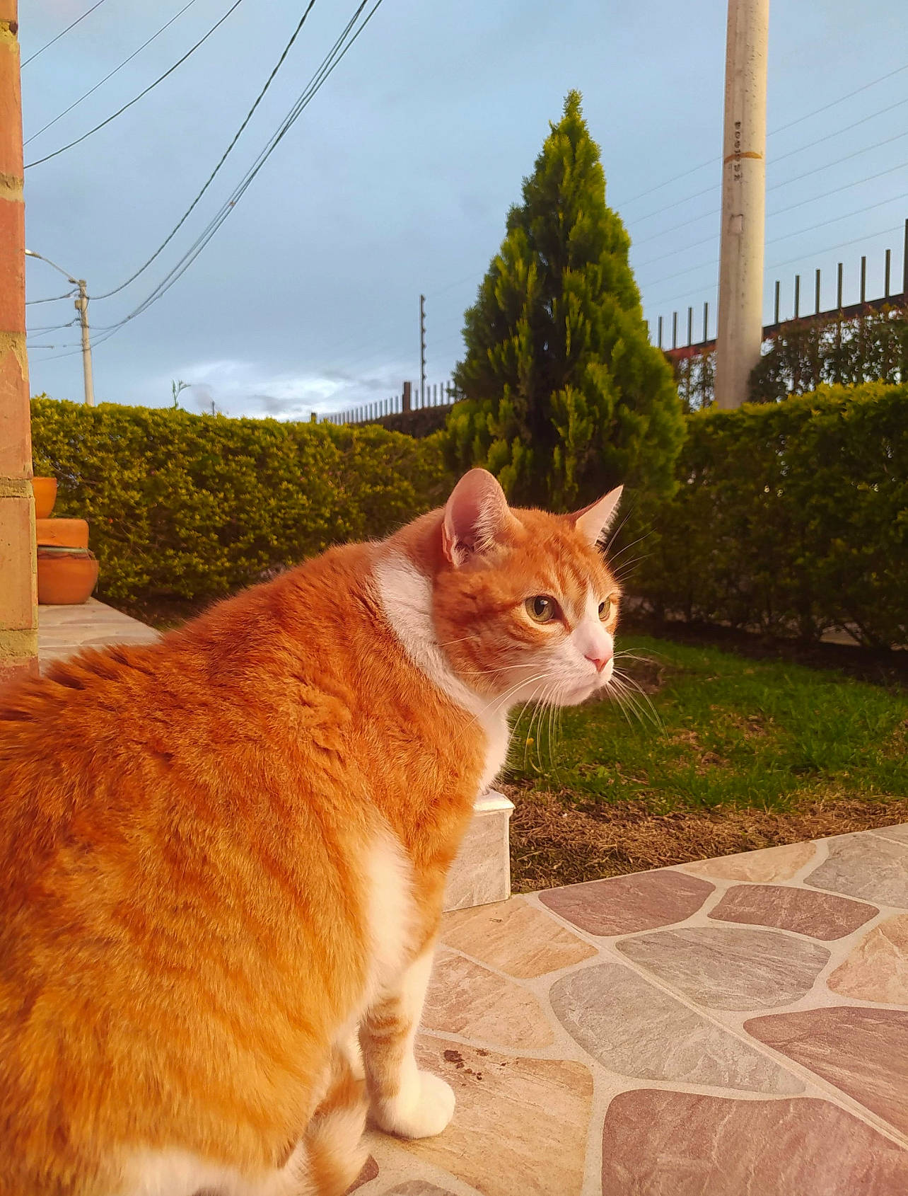 Goro is registered to the contest to win money with this photo: brick, brickwork, carnivore, cat, cloud, domestic_short_haired_cat, eye, fawn, felidae, grass, plant, road_surface, sky, small_to_medium_sized_cats, snout, tail, tree, whiskers, window, wood
