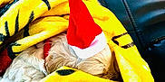 Bell And Frosty joined the competition — help win amazing prizes! dog, blanket, yellow, santa_hat, resting, couch, leather, indoor, floor, furniture, cozy, pet, holiday, red, white, fur, sleeping, relaxing, warm, comfort