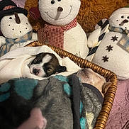 Bell And Frosty joined the competition — help win amazing prizes! puppy, dog, sleeping, blanket, basket, plush, snowman, stuffed_toy, cozy, cute, indoor, fabric, fur, bedroom, animal, resting, comfort, pet, soft, toy