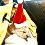 Bell And Frosty is registered to the contest to win money with this photo: puppy, dog, blanket, sleeping, santa_hat, red_hat, yellow_blanket, white_blanket, couch, indoor, pet, cozy, nap, fur, cute, resting, holiday, christmas, warm, relaxation