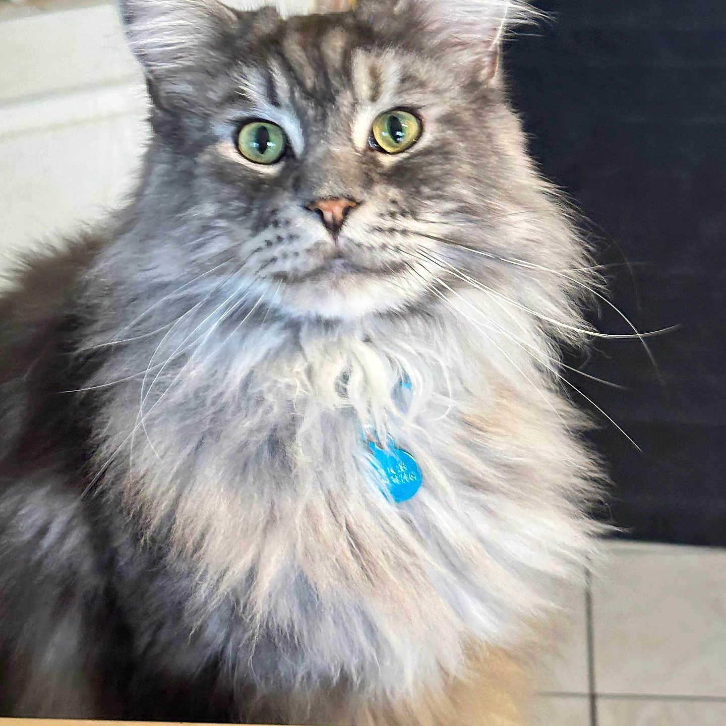 Ramses a rejoint le concours — aidez-le/la à gagner de superbes lots ! abyssinian, accessories, angora, animal, brasssection, cat, collar, hardwood, horn, indoors, jewelry, kitten, manx, musicalinstrument, necklace, pet, plywood, siamese, snout, wood