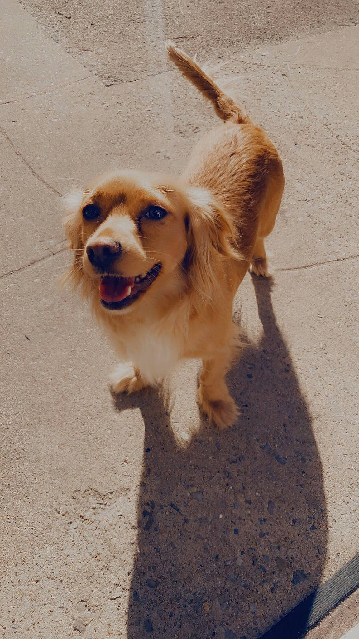 April is registered to the contest to win money with this photo: canidae, carnivore, collar, companion_dog, dog, dog_breed, dog_collar, dog_supply, fur, leash, paw, retriever, road_surface, soil, sporting_group, street_dog, tail, toy_dog, whiskers, working_animal