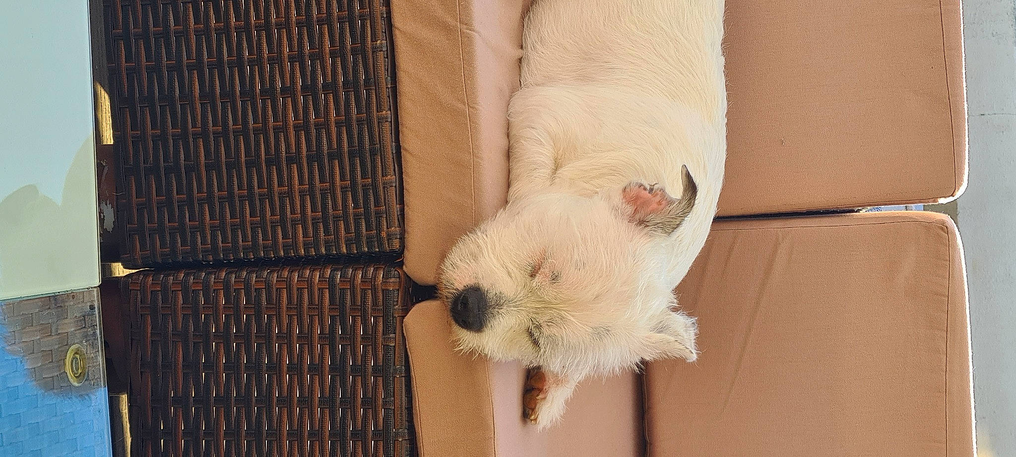 Tyson participe au concours pour gagner de l'argent avec cette photo : canidae, carnivore, claw, comfort, companion_dog, dog, dog_breed, fawn, foot, fur, mesh, paw, pet_supply, snout, sporting_group, tail, terrestrial_animal, whiskers, wood, working_animal