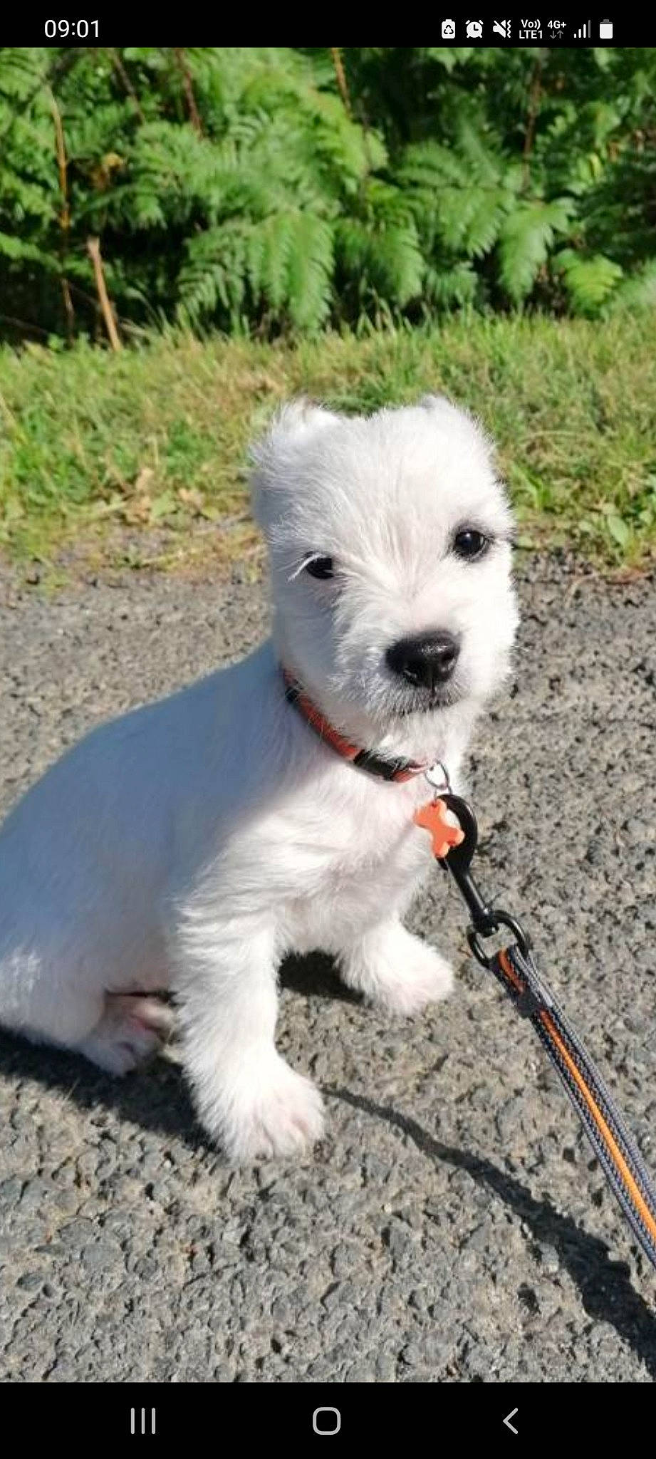 Tyson participe au concours pour gagner de l'argent avec cette photo : canidae, carnivore, collar, companion_dog, dog, dog_breed, dog_collar, dog_supply, fashion_accessory, grass, leash, maltepoo, plant, small_terrier, snout, sporting_group, tail, terrier, toy_dog, working_animal